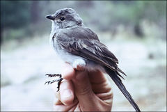 Pachycephala inornata