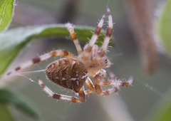 Araneus pallidus