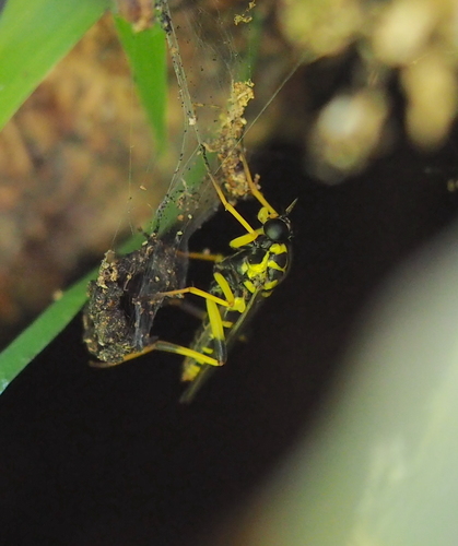 Wasp Wood-soldierfly