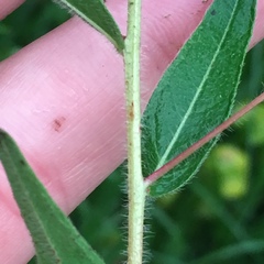 Ludwigia hirtella