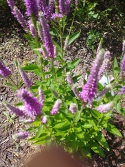 Hyssopus officinalis