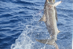 Carcharhinus falciformis