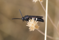Scolia sexmaculata