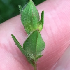 Ludwigia hirtella