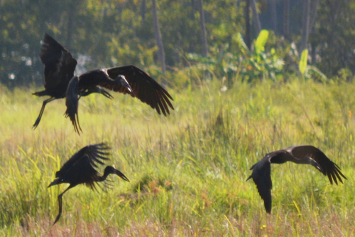 African Openbill