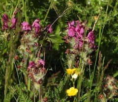 Pedicularis cenisia