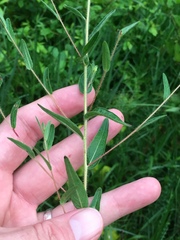Ludwigia hirtella