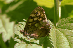 Pararge aegeria tircis