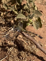 Paragomphus elpidius