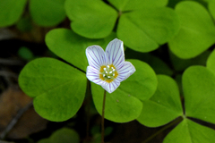 Oxalis acetosella