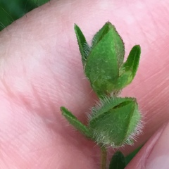 Ludwigia hirtella