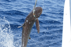 Carcharhinus falciformis