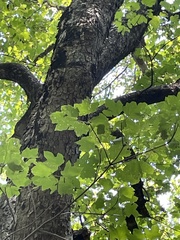Acer opalus obtusatum