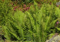 Athyrium distentifolium