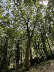 Acer opalus obtusatum
