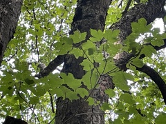 Acer opalus obtusatum