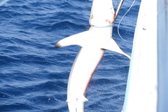 Carcharhinus falciformis