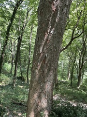 Acer opalus obtusatum
