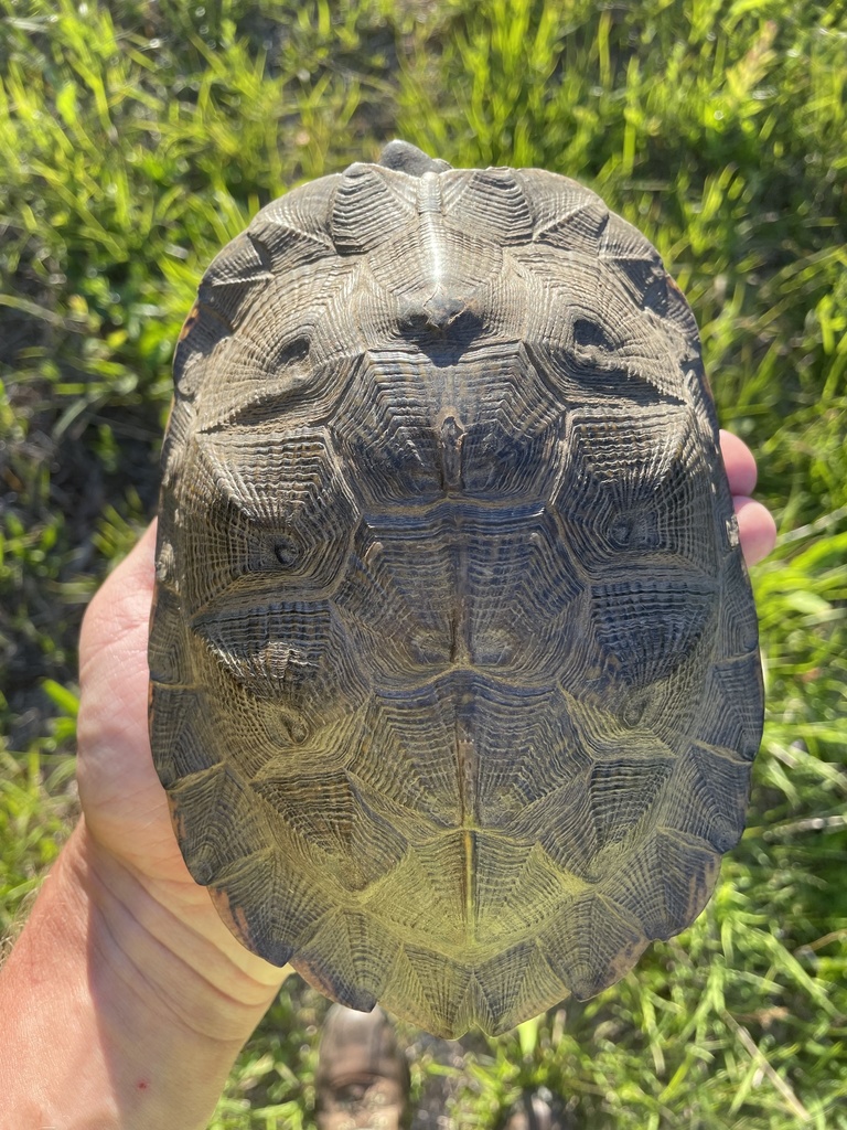 Wood Turtle