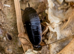 Loboptera canariensis