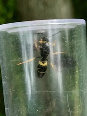 Ancistrocerus spinolae