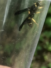 Ancistrocerus spinolae