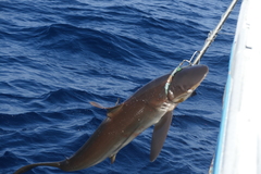 Carcharhinus falciformis