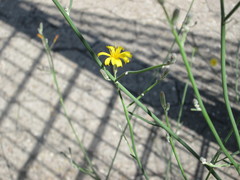 Chondrilla juncea