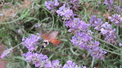 Macroglossum stellatarum