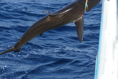 Carcharhinus falciformis