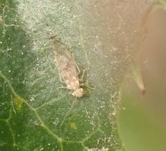 Trichopsocus