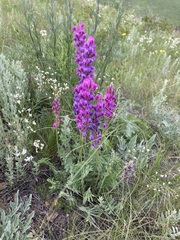 Oxytropis kasakorum