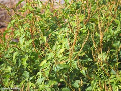 Amaranthus muricatus