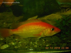 Giant Cichlid photo 3
