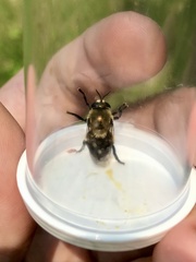 Microdon megalogaster