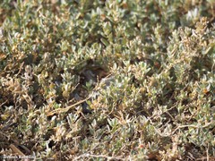 Atriplex glauca ifniensis