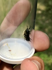 Microdon megalogaster