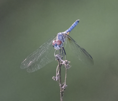 Pachydiplax longipennis