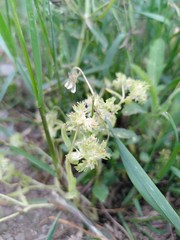 Valerianella carinata