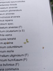 Valerianella carinata