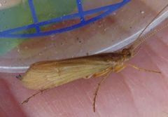 Limnephilus centralis