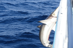 Carcharhinus falciformis