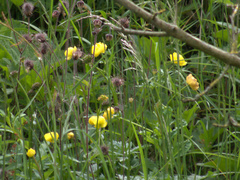Trollius europaeus