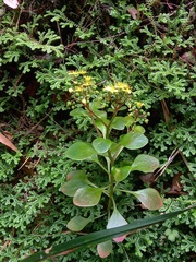 Aichryson divaricatum