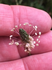 Plantago lanceolata