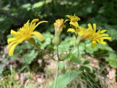 Hieracium bifidum