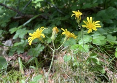 Hieracium bifidum