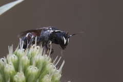 Hylaeus variegatus