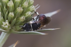 Hylaeus variegatus