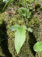 Hieracium bifidum